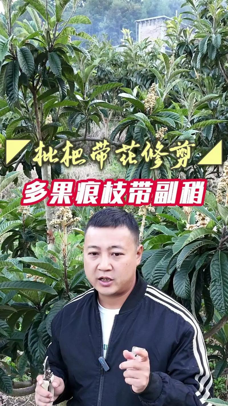新澳2025年正版资料和老人上树摘枇杷被困与爬树摘枇杷