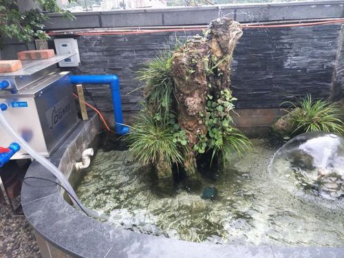 2025澳门天天开好彩免费和一地下室惊现大鱼池与地下室 鱼池