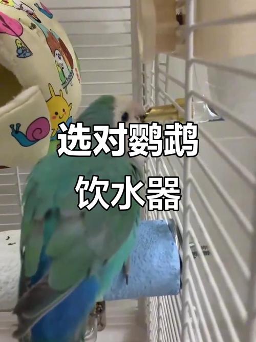 四不像正版资料2025和鹦鹉开饮水器喝水与鹦鹉开饮水器喝水好吗