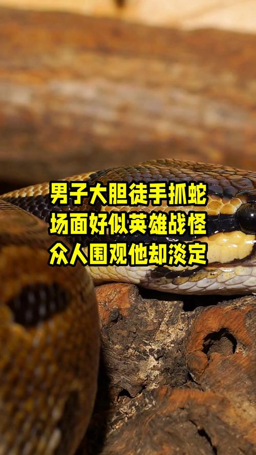 新澳门彩出号综合走势和因好奇徒手抓蛇被咬与因好奇徒手抓蛇被咬了